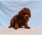 Milo - Male Poodle (Toy) Puppy for Sale - Photo #2
