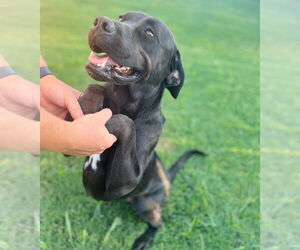 Mastador Dogs for adoption in McKinney, TX, USA