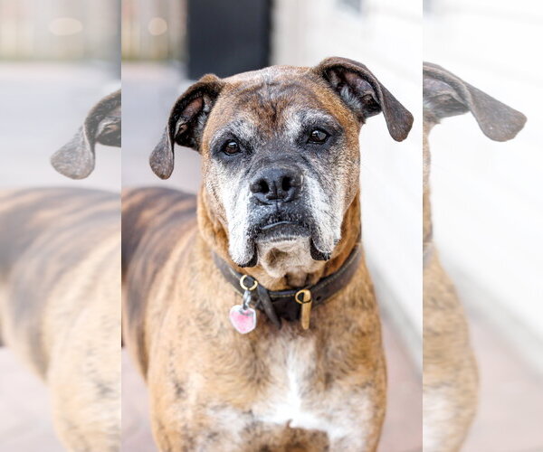 Medium Photo #7 Boxer Puppy For Sale in McKinney, TX, USA