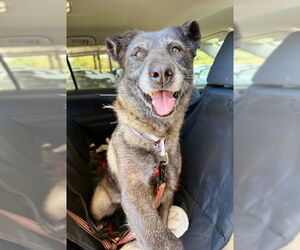 August - Female Mutt Dog for Adoption - Photo #3