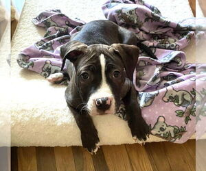 Emma - Female American Staffordshire Terrier-Boxer Mix Dog for Adoption - Photo #5