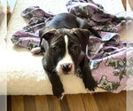 Small #4 American Staffordshire Terrier-Boxer Mix