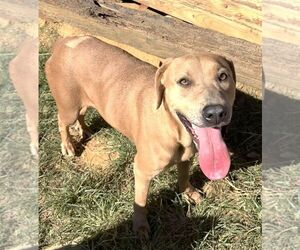 261479  Harley - Female American Pit Bull Terrier-Unknown Mix Dog for Adoption - Photo #3