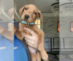 Puppy Puppy 3 Labrador Retriever