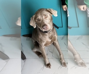 Labrador Retriever Dog for Adoption in CAPE CORAL, Florida USA