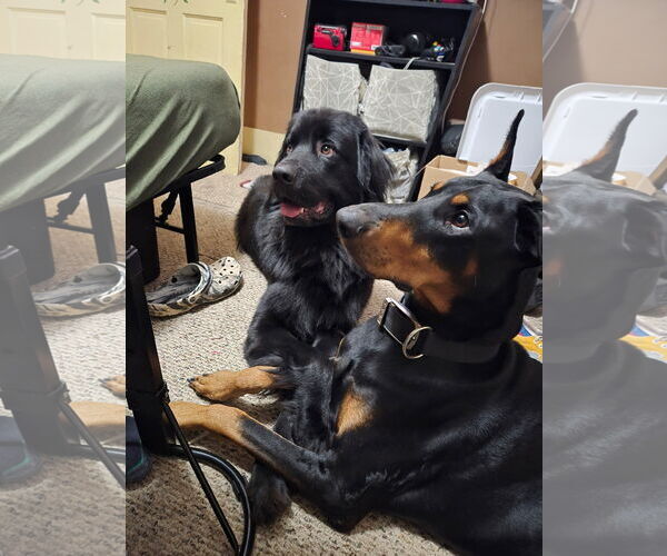 Medium Photo #1 Doberman Pinscher Puppy For Sale in Buffalo, MN, USA