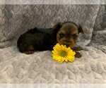 Small Photo #1 Yorkshire Terrier Puppy For Sale in PLANT CITY, FL, USA