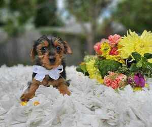 Yorkshire Terrier Puppy for sale in INDIANAPOLIS, IN, USA