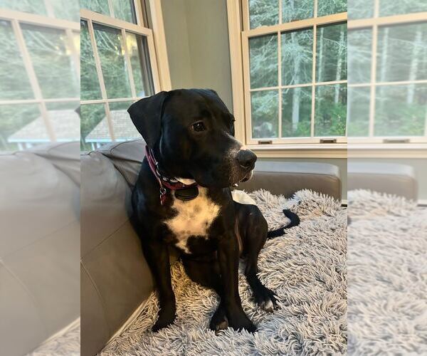 Medium Photo #2 American Pit Bull Terrier-Labrador Retriever Mix Puppy For Sale in Brewster, NY, USA