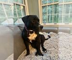 Small #1 American Pit Bull Terrier-Labrador Retriever Mix