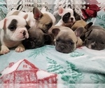 Small Photo #5 French Bulldog Puppy For Sale in OSHKOSH, WI, USA