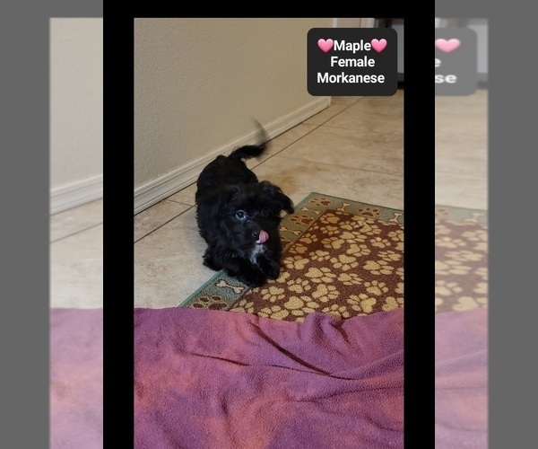 Medium Photo #3 Havanese-Morkie Mix Puppy For Sale in TUCSON, AZ, USA