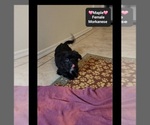Maple - Female Havanese-Morkie Mix Puppy for Sale - Photo #3