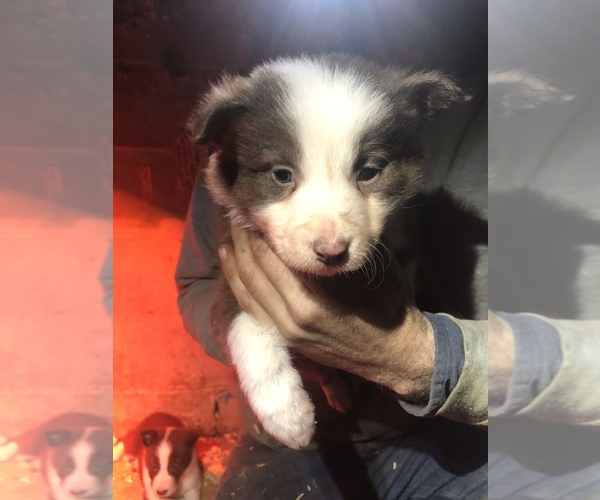 Medium Photo #8 Border Collie Puppy For Sale in LEXINGTON, VA, USA
