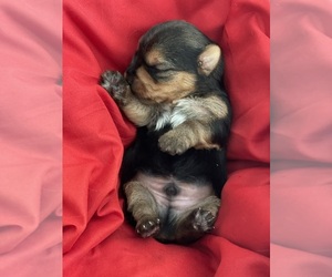 Yorkshire Terrier Puppy for sale in WASHINGTON, DC, USA