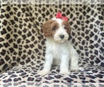 Small #6 Cavapoo
