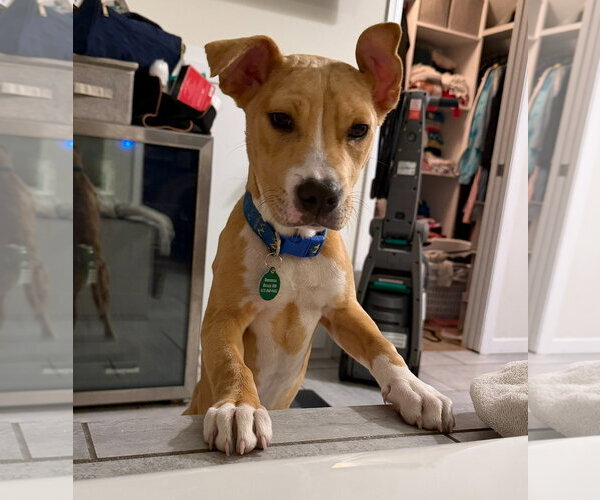 Medium Photo #2 American Pit Bull Terrier-Catahoula Leopard Dog Mix Puppy For Sale in St. Louis Park, MN, USA