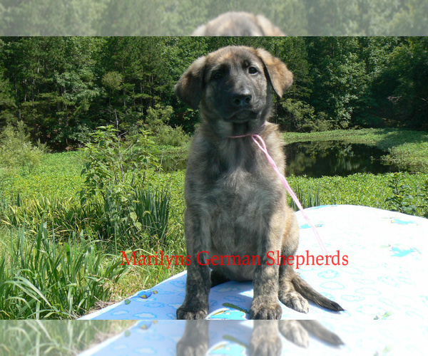 Medium Photo #5 German Shepherd Dog Puppy For Sale in PIEDMONT, MO, USA
