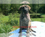 Small #4 German Shepherd Dog
