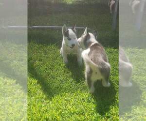 Siberian Husky Puppy for sale in SUFFOLK, VA, USA