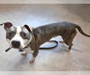 American Pit Bull Terrier Dogs for adoption in Derwood, MD, USA