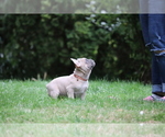Small Photo #59 French Bulldog Puppy For Sale in TACOMA, WA, USA