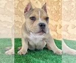 Small Photo #1 American Bully Puppy For Sale in FULLERTON, CA, USA