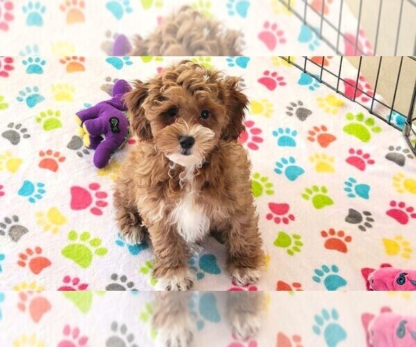 Medium Photo #2 Cock-A-Poo-Poodle (Miniature) Mix Puppy For Sale in ORO VALLEY, AZ, USA