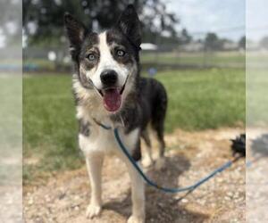 Siberian Husky-Unknown Mix Dogs for adoption in Conroe, TX, USA