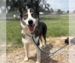 Small Siberian Husky Mix