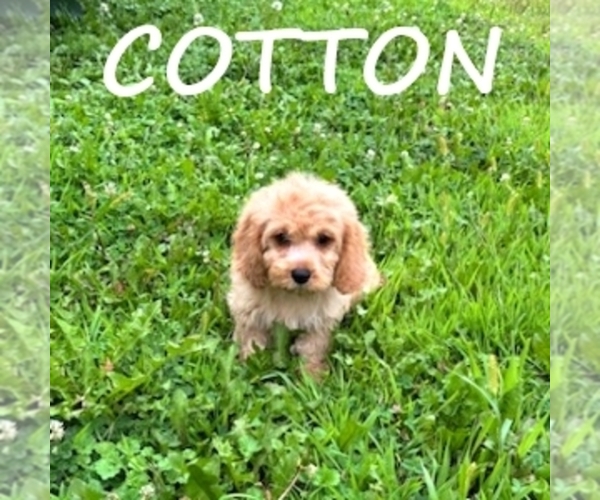 Medium Photo #5 Cock-A-Poo Puppy For Sale in HARTLAND, MN, USA
