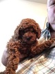 Small Photo #4 Poodle (Miniature) Puppy For Sale in ALLEN, TX, USA