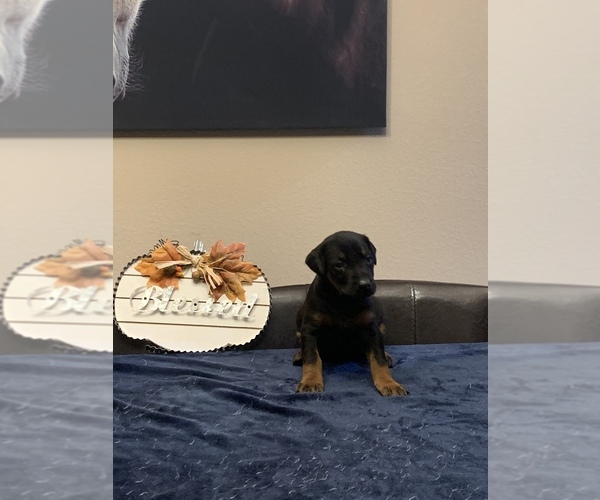 Medium Photo #12 Doberman Pinscher Puppy For Sale in PARADISE, TX, USA