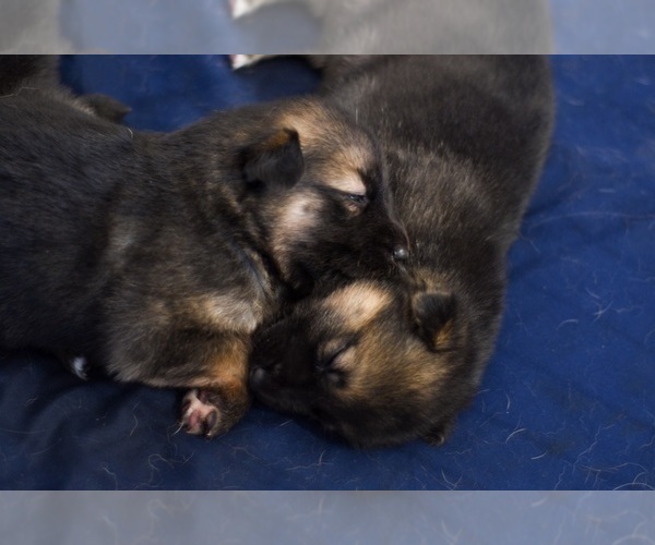 Medium Photo #19 German Shepherd Dog-Siberian Husky Mix Puppy For Sale in LOS GATOS, CA, USA