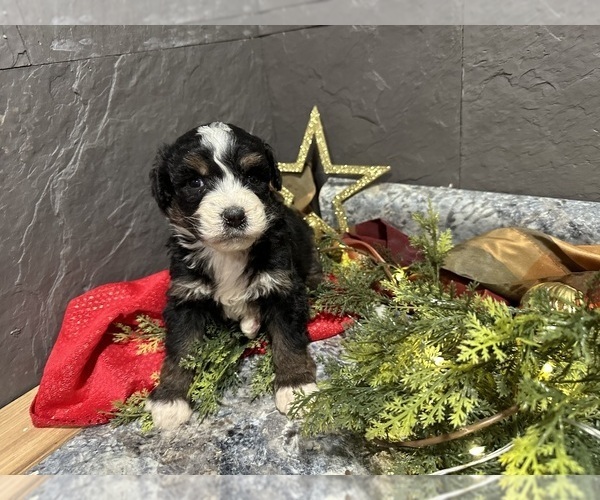 Medium Photo #10 Bernedoodle Puppy For Sale in ATHENS, WI, USA