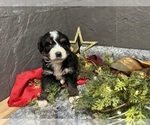 Small Photo #10 Bernedoodle Puppy For Sale in ATHENS, WI, USA