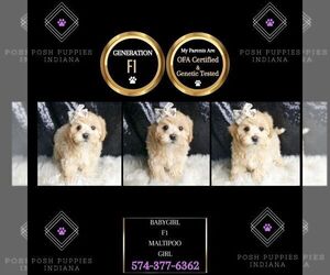 Maltipoo Puppy for sale in WARSAW, IN, USA