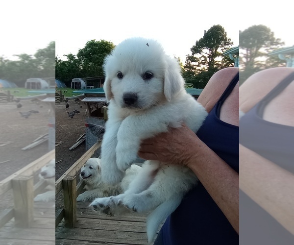 Medium Photo #6 Great Pyrenees Puppy For Sale in SHELBYVILLE, TN, USA