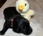 Small Photo #3 Golden Labrador Puppy For Sale in CRIMORA, VA, USA