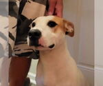 Small American Pit Bull Terrier-Labrador Retriever Mix