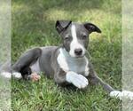Small #3 Labrador Retriever Mix
