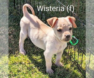Wisteria - Female Labrador Retriever-Unknown Mix Dog for Adoption - Photo #2