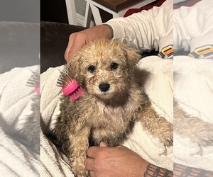 Maltese-Poodle (Toy) Mix Puppy for sale in BEAUMONT, CA, USA
