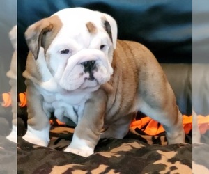 Bulldog Puppy for sale in FOWLERVILLE, MI, USA