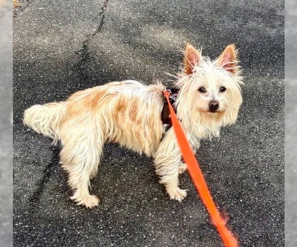 Medium Photo #7 Mutt Puppy For Sale in Greensboro, NC, USA