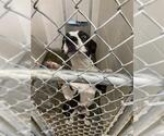Small Catahoula Leopard Dog Mix