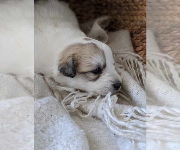 Medium Photo #24 Great Pyrenees Puppy For Sale in FALCON, CO, USA