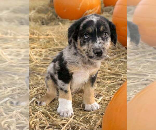 Medium Photo #2 Australian Shepherd Puppy For Sale in WILLIAMS, AZ, USA