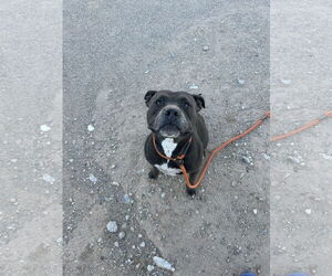 American Pit Bull Terrier-Unknown Mix Dogs for adoption in Chandler, AZ, USA
