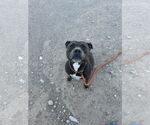 Small American Pit Bull Terrier Mix